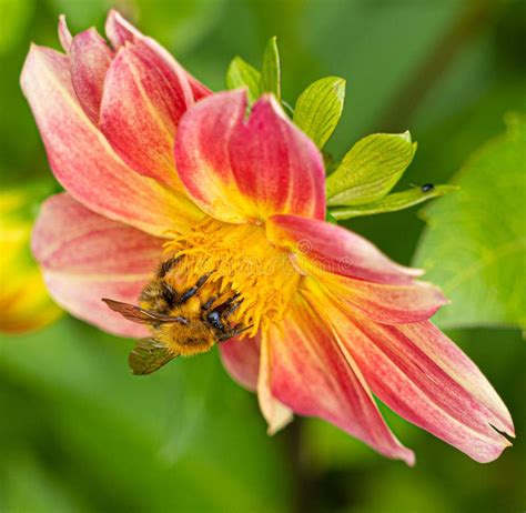 British Bumble Bee Insect Nectar Feeding On Spring Flower Stock Photo