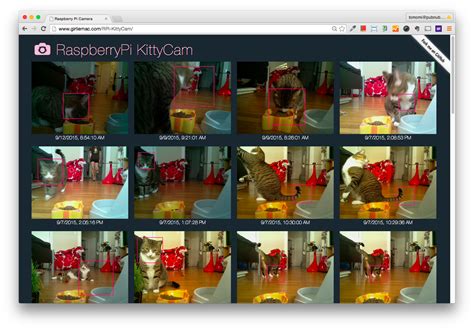 Kittycam Building A Raspberry Pi Camera With Cat Face Detection In Nodejs Girliemac Blog