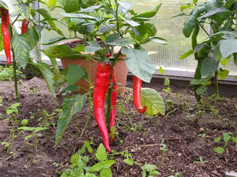 Check spelling or type a new query. Garten und Landleben: Chili aus dem eigenen Garten