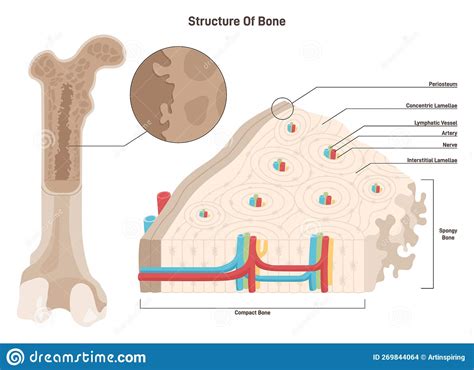 Section Of Bone Marrow Vintage Illustration Cartoondealer Com