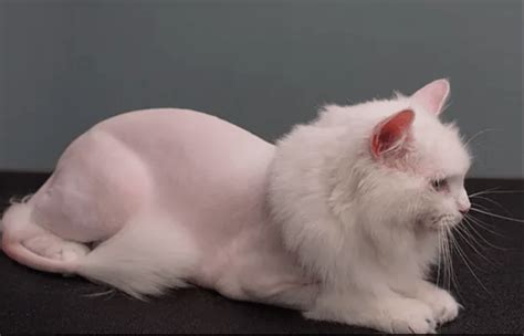 Persian Cat Haircut Great Discounts Save 61 Jlcatjgobmx