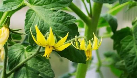 7 Reasons Why Your Tomato Plant Is Not Flowering And How To Fix It The