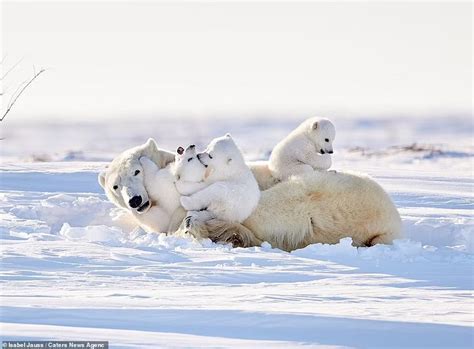 Adorable Polar Bear Cubs Clamber On Mom During Playtime In The Snow
