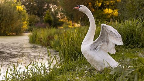 Long Neck White Swan Birds Hd Wallpaper Peakpx