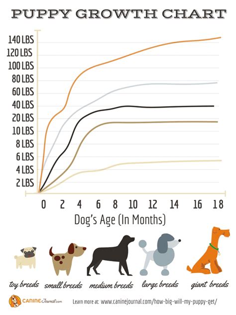 Dog Size Chart By Breed And Age A Complete Guide For Your Dogs Needs