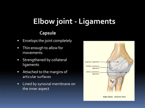 Ppt Elbow Joint Powerpoint Presentation Free Download Id8796306