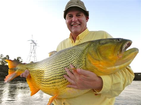 THE FISHING NEWS: La Zona FOR MONSTER GOLDEN DORADO