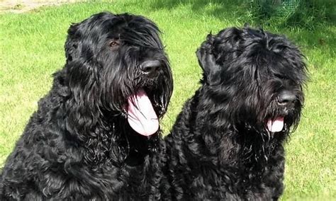 We consider all aspects of standard, temperament and health as well as others. Black Russian Terrier. Is it still the Dangerous KGB dog?