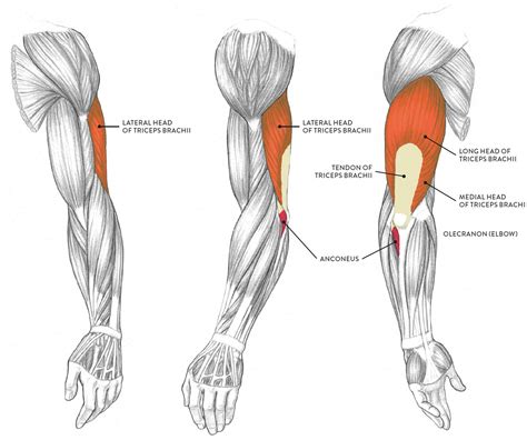 Arm Muscle Diagram Drawing Learn From Anatomy To Improve Your Poses