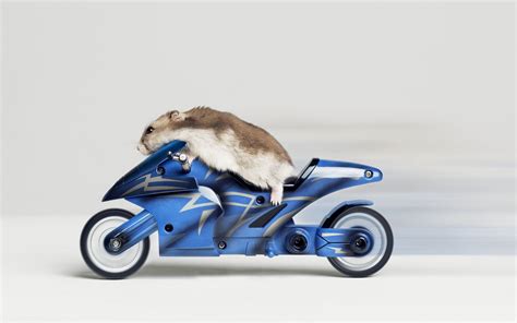 Pin By Alpinestars On Fast And Furious Animals Funny Hamster