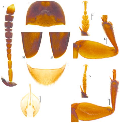 Ptomaphagus S Str Tingtingae Sp N Paratypes A Antenna ♂