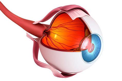 Anatomía del ojo humano estructura y explicación de las partes del ojo Eye anatomy Anatomy