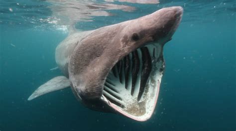 Thresher shark (alopias vulpinus) 18.8 feet / 5.73 m. The Ten Largest Sharks In History