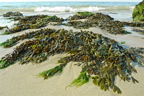 New Sustainable Way To Create Plastics From Seaweed Israel21c