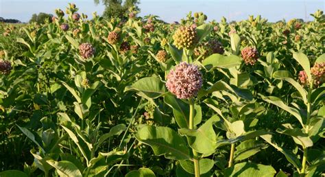 Many milkweed species can readily be grown from root or rhizome cuttings as well as by seed. Milkweed blooms in a Pheasants Forever Nebraska habitat ...