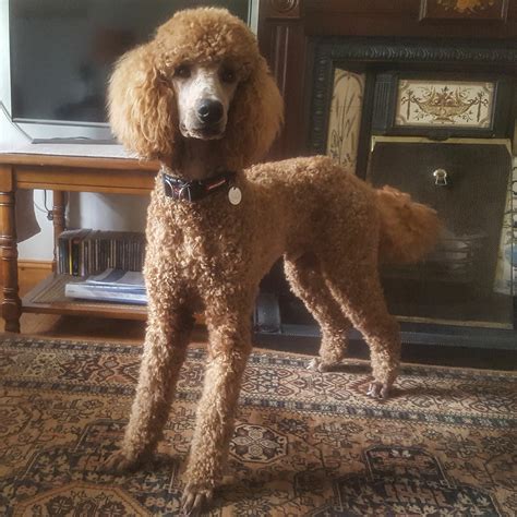 Pin By Jill Moberg On Poodle Haircuts Poodle Haircut Standard Poodle