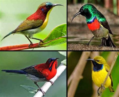 √ 21 Jenis Burung Kicau Terpapuler dan Penjelasannya Lengkap
