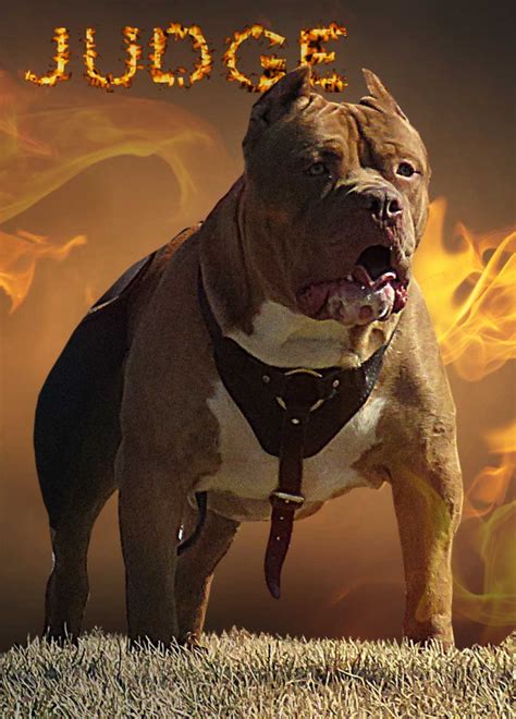 We take much pride in our pitbulls and the honesty we train our dogs with, we have one of the best environments for dogs in the world. XXL pitbulls for sale | Topblue Pit Bulls | United States