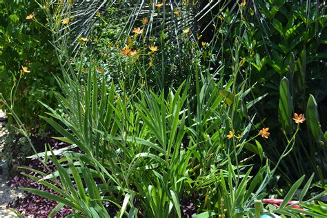 Check spelling or type a new query. Summer Bulbs | Gardening in the Panhandle