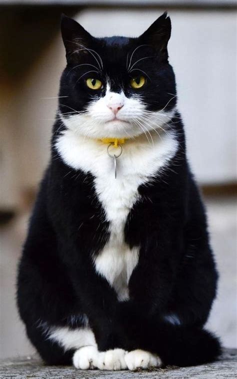 Tuxedo Cat British Shorthair Black And White Cat Breeds Dogs And Cats