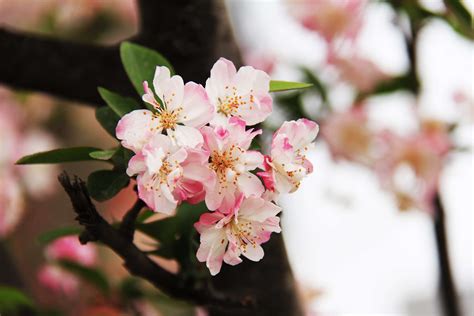 Asia Beautiful Bloom Blooming Chengdu Cherry Cherry Blossom