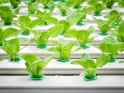 Growing Plants Indoors with Hydroponics