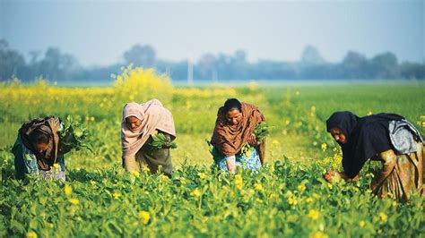 Punjabs Marginalised Communities Struggle For Their Right To Cultivate