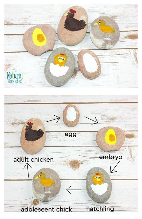 How To Make A Colorful Chicken Life Cycle Craft With Kids Artofit
