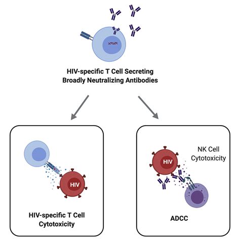 engineered antigen specific t cells secreting broadly neutralizing antibodies combining innate