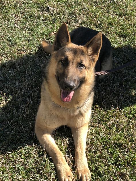 I can hand deliver for a reasonable price. German Shepherd Puppies For Sale | Raleigh, NC #299792