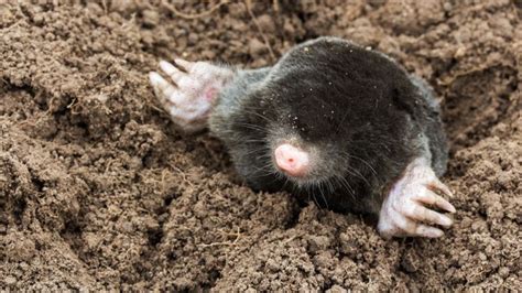 Maulwurf im garten loswerden mit natürlichen feinden: Maulwürfe im Garten mit Lärm und Gestank vertreiben ...
