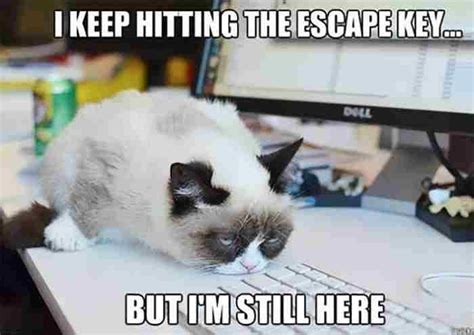 47 Hilarious Work Memes To Kill Your Time In Office Grumpy Cat