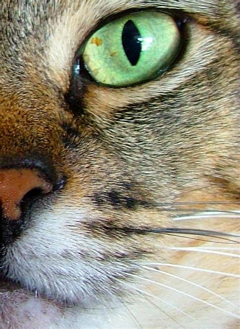 Cat Eye Close Up Free Stock Photo Freeimages
