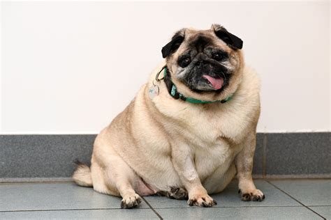 Pdsa Pet Fit Club Is Back For The Nations Most Obese Pets Dogs Today