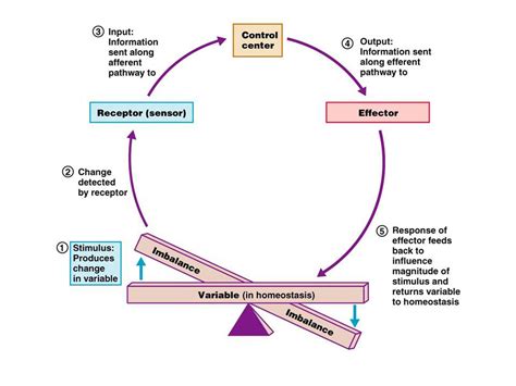 Internal control consists of five interrelated components. Homeostasis: positive/ negative feedback mechanisms ...