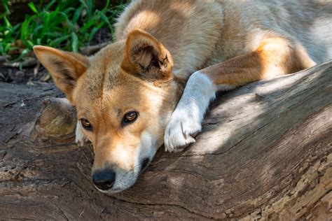 Dingo Healesville Sanctuary Victoria Olympus Digital Cam Flickr