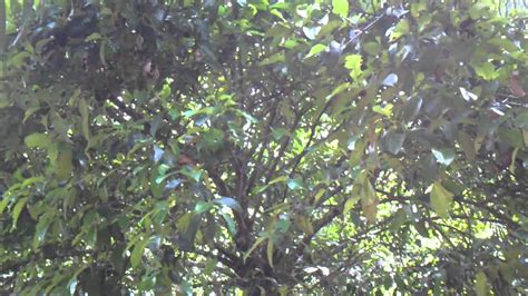 Rendang tak berbuah terbaru gratis dan mudah dinikmati. Pokok manggis yang 'rendang tak berbuah' (28.11.2010 ...