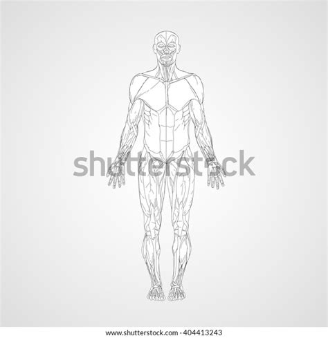 Vektor Stok Human Body Anatomy Vector Icon Human Tanpa Royalti