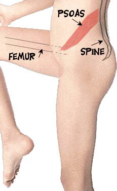 The hip flexors connect your hip bones to your leg bones. Hip pain, the psoas and what goes wrong - Advanced ...