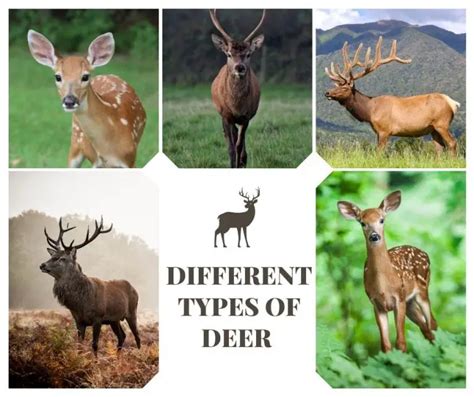 17 Different Types Of Deer Animals Hq