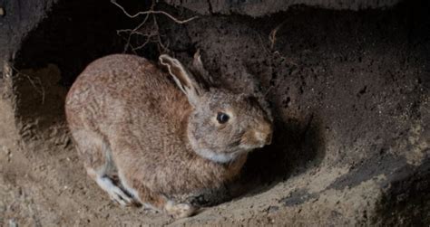 Why Do Rabbits Dig Holes Usa Rabbit Breeders