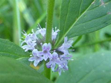 Flower Cluster Photos Of Mentha Arvensis Lamiaceae