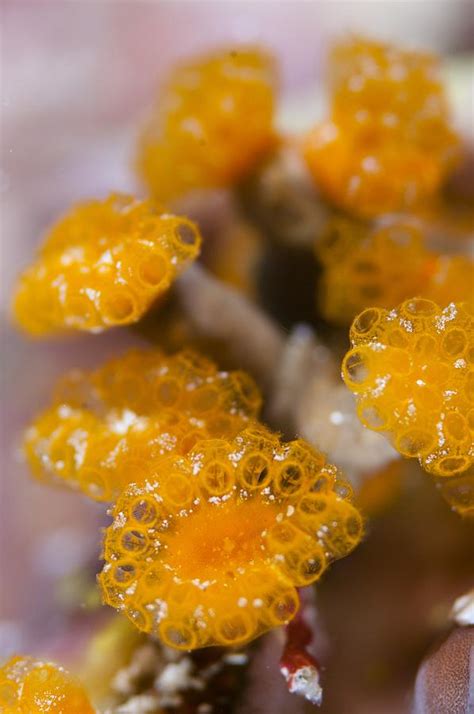 Colony Of Sea Squirts Photograph By Science Photo Library Pixels