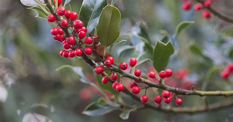 How To Grow A Holly Tree From Seed A Guide From Tcv