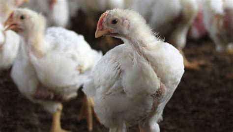 Poultry Farmers Urged To Be Vigilant After Bird Flu Detected In Fife Farminguk News