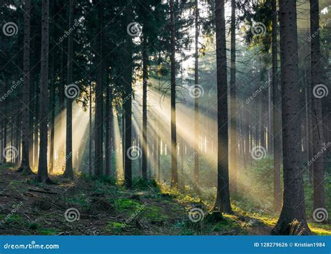 Light Rays Coming Through The Trees In The Forest Stock Photo Image