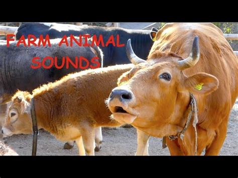 Top 171 Sound Of Animals Cow