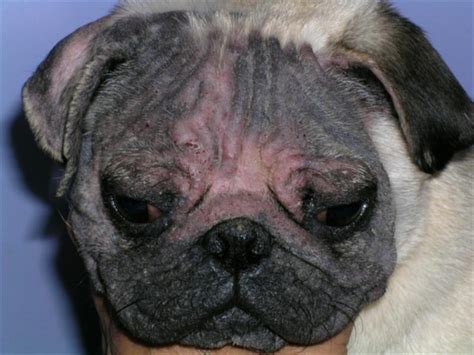 25 Beautiful Mange Skin Condition Demodectic Mange