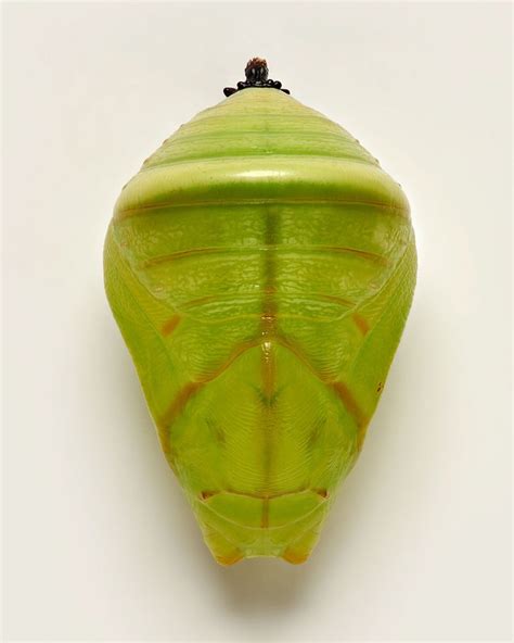 Gorgeous Photos Of Different Forms Of Butterfly Pupae By Levon Biss R
