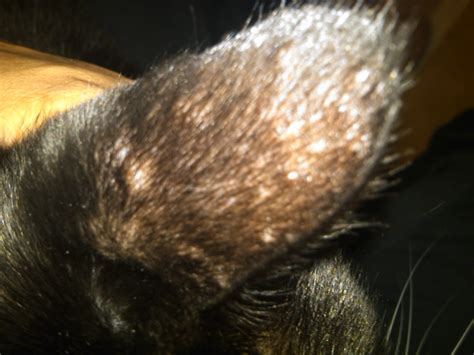 My Cat Has Small Bumps On Both Of His Ears They Developed